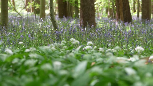 Garlic And Bluebell On Woodland Floor With Tree Trunks, Spring Forest