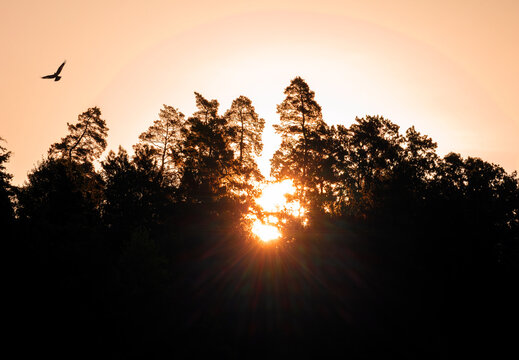 A striking sunset scene framed by a dark silhouette of pine trees, with a single bird flying in the upper left quadrant of the glowing peach-colored sky