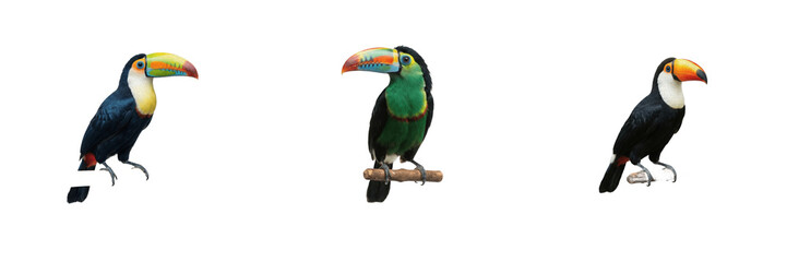 Fototapeta premium Cute wild toucans collection featuring exotic tropical birds with large colorful beaks perched on a pure white isolated background for rainforest and nature design projects 