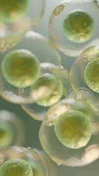 Close up view of green biological cells in transparent membranes under soft light for science and research