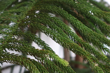 Close up of Norfolk Island pine tree branches with green needles. © ArifRus