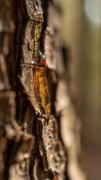 Close up of golden tree resin drop on rough bark with natural sunlight and blurred background