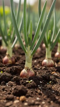 Fresh green onions growing in rich soil close up healthy organic garden vegetables