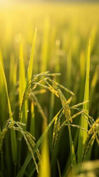 Close up of green rice plants with dew drops in golden sunlight on a farm field