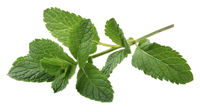 Fresh green mint herb leaves sprig branch isolated on transparent background.