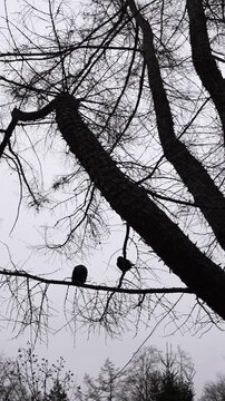 Silhouette of two crows sitting on a dry tree on a cloudy winter day.