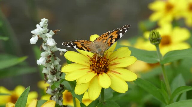 Painted Lady (Vanessa cardui) butterfly moving around on a yellow flower in Zurich, Switzerland