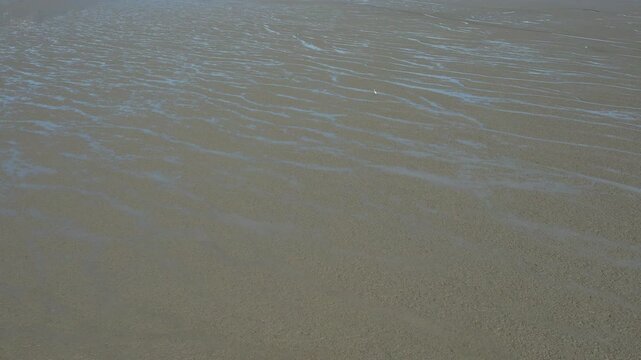 A white bird leisurely walking across the vast mudflats of the West Sea of ​​Korea_01