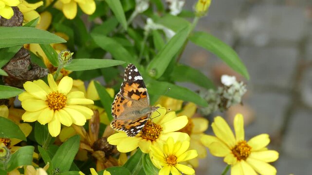 Painted Lady (Vanessa cardui) butterfly moving around on a yellow flower in Zurich, Switzerland