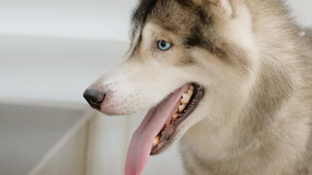 White husky dog with blue eyes in grooming parlor