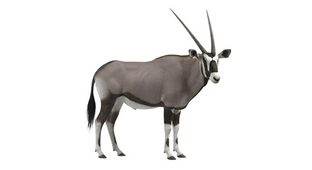 Gemsbok antelope with long horns on transparent background © NEST