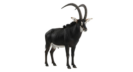 Black sable antelope with majestic horns on transparent background © NEST