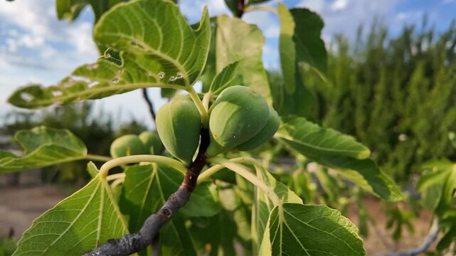 Fresh green figs growing on a tree branch in a sunny orchard during the late summer season.