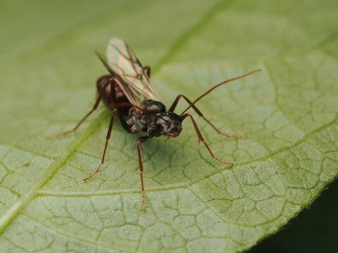 Hormiga con alas o alada (Camponotus) descansando sobre la superficie de una hoja verde en la naturaleza, resaltando la belleza del mundo de los insectos y la biodiversidad.