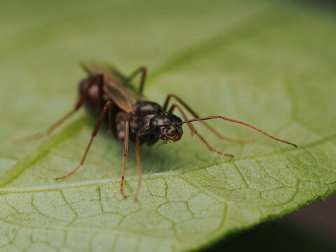 Hormiga con alas o alada (Camponotus) descansando sobre la superficie de una hoja verde en la naturaleza, resaltando la belleza del mundo de los insectos y la biodiversidad.