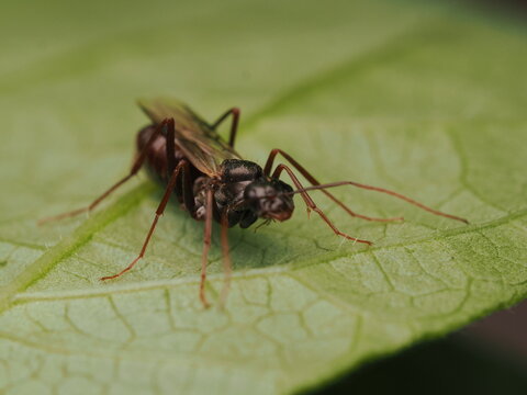 Hormiga con alas o alada (Camponotus) descansando sobre la superficie de una hoja verde en la naturaleza, resaltando la belleza del mundo de los insectos y la biodiversidad.