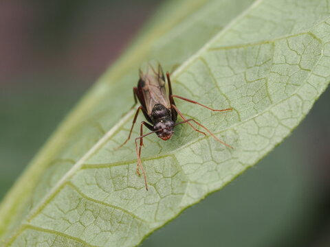 Hormiga con alas o alada (Camponotus) descansando sobre la superficie de una hoja verde en la naturaleza, resaltando la belleza del mundo de los insectos y la biodiversidad.