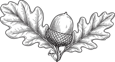 Detailed botanical illustration of an acorn with oak leaves on white © Jannatul