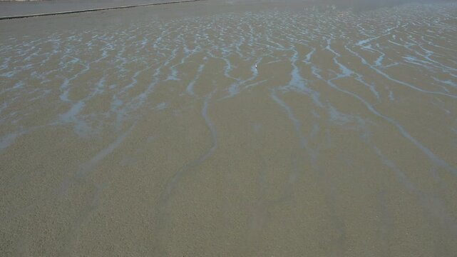 A white bird leisurely walking across the vast mudflats of the West Sea of ​​Korea_02