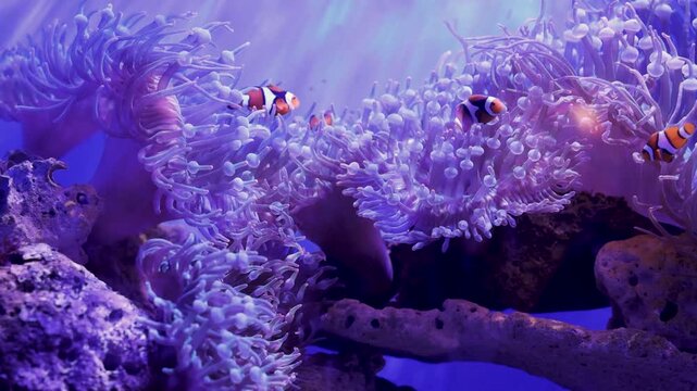 Clownfish swimming among purple sea anemones in underwater coral reef aquarium environment.