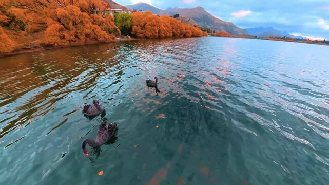 A bunch of black swans foraging by the lake in autumn, Arrowtown, New Zealand