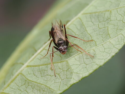 Hormiga con alas o alada (Camponotus) descansando sobre la superficie de una hoja verde en la naturaleza, resaltando la belleza del mundo de los insectos y la biodiversidad.