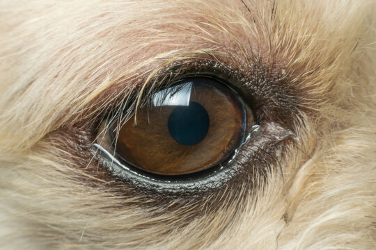 Extreme close up of brown dog eye surrounded by light fur showing detailed iris pupil eyelashes natural canine facial texture