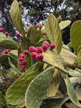 Vibrant Prickly Pear Cactus, Ripe Red Fruits