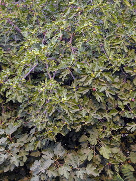 Dense Ficus Carica Foliage Sicily Harvest Potential