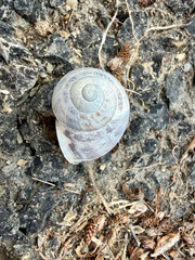 Empty spiral snail shell resting on dark rocky ground with rocky surface forest floor land snail © MihaiGr
