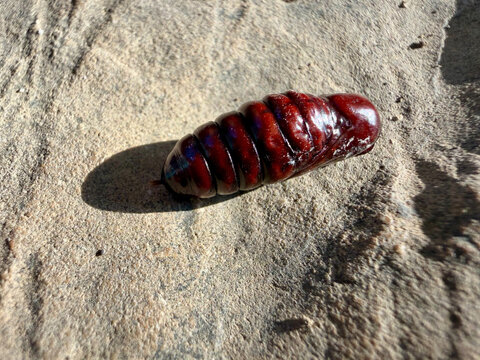 Dark brown moth pupa resting on weathered stone with a chrysalis or moth pupa lying on a textured