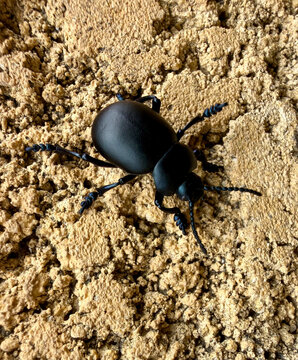Dark metallic beetle moving over textured desert soil with black beetle sandy soil crawling bug