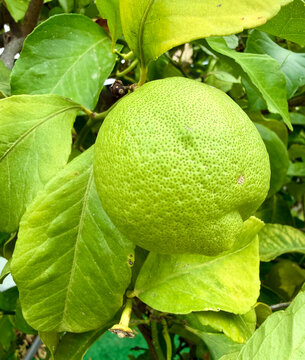 Fresh green lemon fruit hanging on a leafy tree branch in a garden with citrus fruit