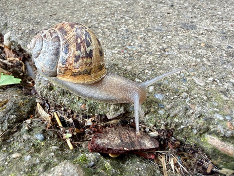 Garden snail crawling slowly on rough stone ground with land snail shell pattern closeup photograp