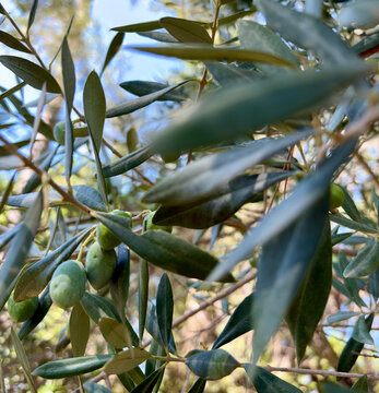 Fresh green olives growing on a tree branch in a mediterranean grove with olive tree