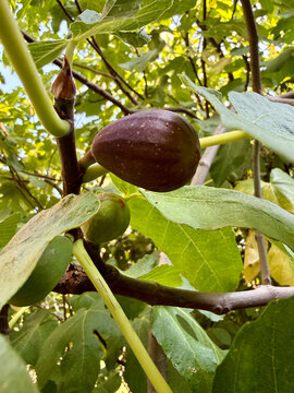 Fresh organic fig growing on tree branch with lush green leaves ripe fig organic food plant life