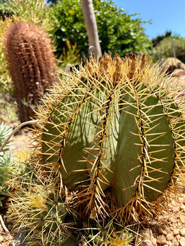 Golden barrel cactus in a bright rocky desert garden with cactus plant garden design succulent