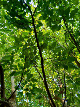 Green lush foliage of a tree viewed from below with tree canopy green leaves tops branches