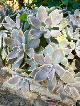 Group of echeveria succulent rosettes growing in a sunny garden bed with plant cluster