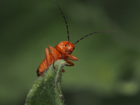 Escarabajo soldado rojo (Rhagonycha fulva) posado sobre una hoja, mostrando su llamativo color anaranjado y antenas en su h&aacute;bitat natural en el bosque.