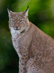Portrait of a Eurasian lynx on a green blurred background. © fotomaster