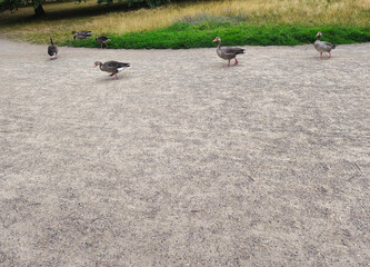 Grey geese in a city park in Copenhagen, Denmark © Viktoriia Kivshar