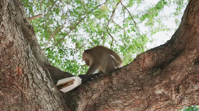 Wild monkey sitting on a big tree branch reaching for a styrofoam food container left by humans, environmental pollution, plastic waste concept, 4k