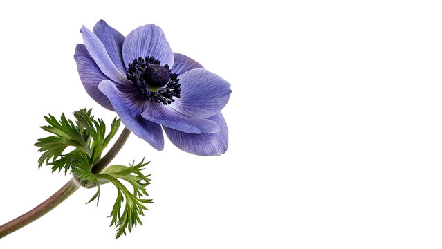 Beautiful purple anemone wildflower blossom head stem isolated on transparent background.