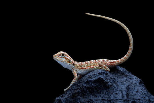 Baby bearded dragon lizard perched on a dark rock