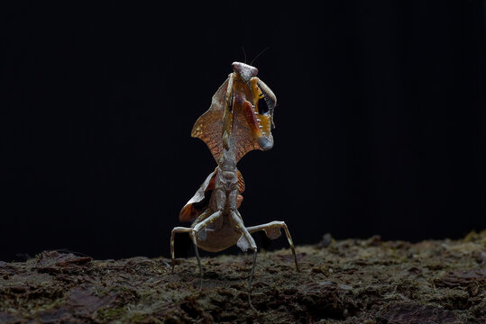 Dead leaf mantis showing its threat display on bark