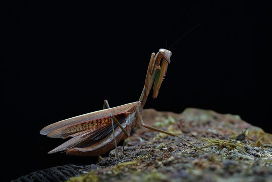 Praying mantis in a defensive posture on a rock