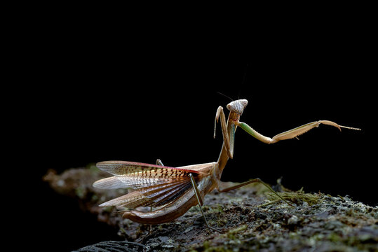Praying mantis showing off its detailed wings at night