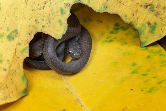 Small black snake curled up hiding inside a yellow leaf