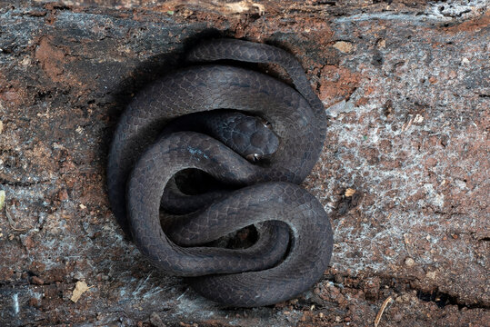 Black keeled slug snake coiled defensively on decaying wood